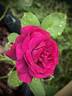 Palais Biron rose photo