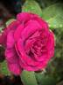Palais Biron rose photo