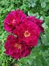 Geduldsfaden rose photo