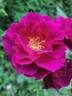 Geduldsfaden rose photo