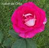 Isabel de Ortiz rose photo