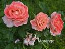 Morange rose photo