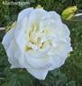 Matterhorn ® rose photo