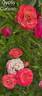 Gypsy Curiosa rose photo