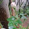 Perle d'Amour rose photo