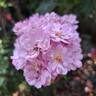 Petite Coquine de Chédigny rose photo