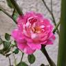 Bornéo Odore ® rose photo