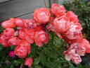 Orange Morsdag rose photo