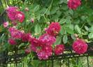 Super Excelsa ® rose photo