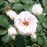 Pink Chiffon rose photo
