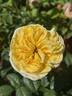 Lemon Chiffon rose photo