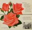 Montezuma rose photo