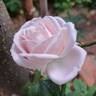 Perle d'Amour rose photo