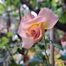 Pink Paradise rose photo