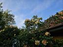 Maigold rose photo