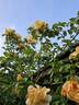 Maigold rose photo