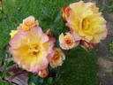 LandLust rose photo