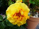 Shining High rose photo