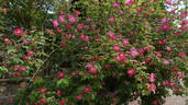 <i>Rosa moyesii</i> 'Rosea' rose photo