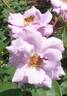 Tasogare rose photo