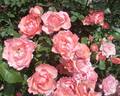 Jardins de France ® rose photo