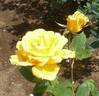 Golden Chateau rose photo