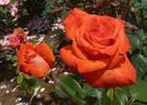 Liverpool Remembers rose photo