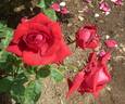 Rob Roy rose photo