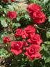 Rob Roy rose photo