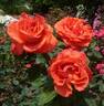 Atoll rose photo