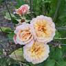 State of Grace rose photo