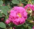 William Lobb rose photo