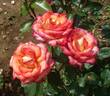 Mascotte '77 rose photo