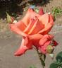 Daimonji rose photo