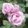 Harry Edland rose photo