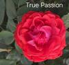 True Passion rose photo