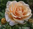 St. Tropez rose photo