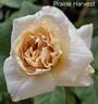 Prairie Harvest rose photo