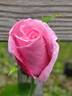 Eiffel Tower rose photo