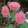 Pick'n Go rose photo