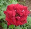 Kuroshinju rose photo