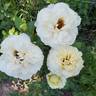 La Perla rose photo