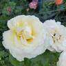 La Perla rose photo