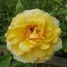 Golden Masterpiece rose photo