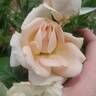Champagne Dreams rose photo