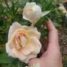 Champagne Dreams rose photo
