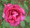 Incense Indigo ™ rose photo