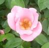 Adriana Zarri ™ rose photo