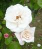 White New Dawn rose photo