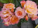 LandLust rose photo